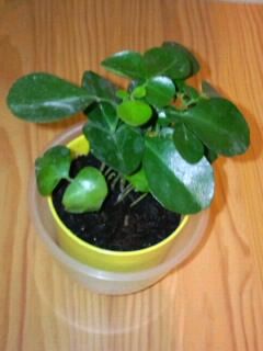 ミニ青葉植木鉢2017