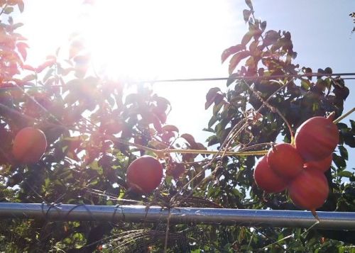 すっかり色づいた提灯葛2018（名前不明）