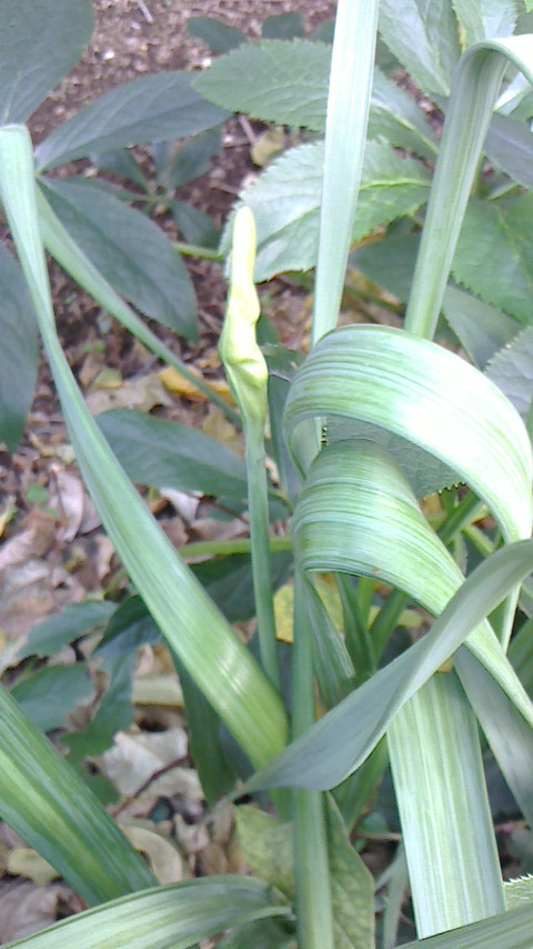NEC_0150.JPG