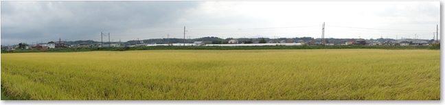 33線路と田んぼＰ