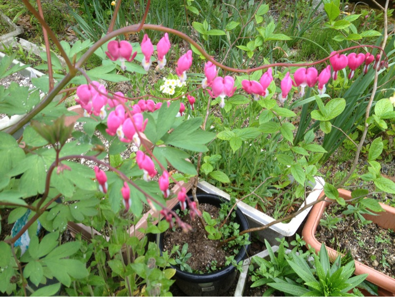 201305100921_9616_iphone.jpg