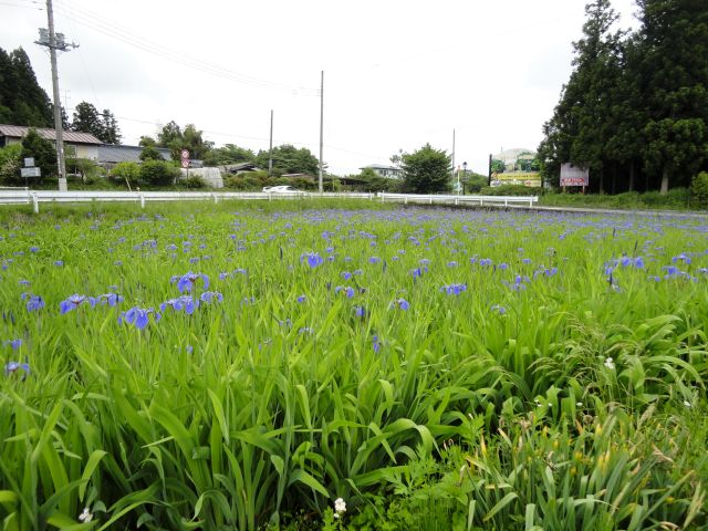 170601nasuhiougiayame1.jpg