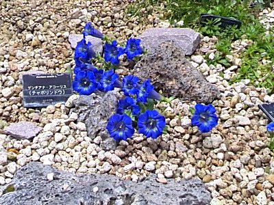 チャポリンドウ(咲くやこの花館).jpg