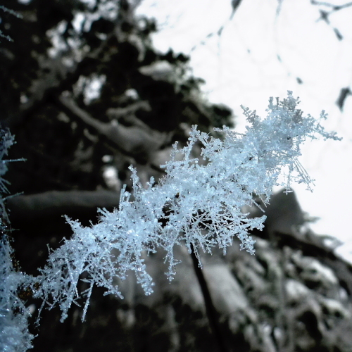 樹霜201401023.jpg