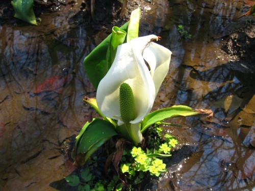 ミズバショウの花 ミズバショウの花は雌性先熟の花で 先に雌蕊が顔を出し その後雄蕊が顔を出します 花言葉は 美しい思い出 変わらぬ美しさ しろうと自然科学者の自然観察日記 楽天ブログ