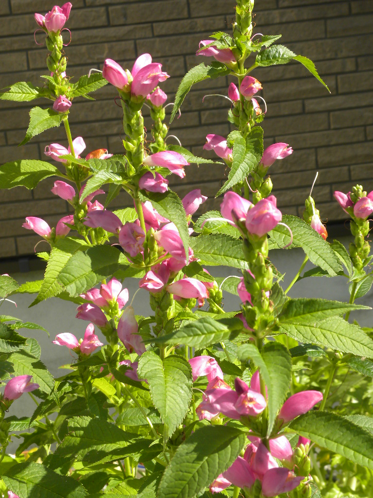 DSCN9136.JPG