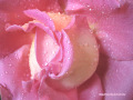 05_rose.jpg