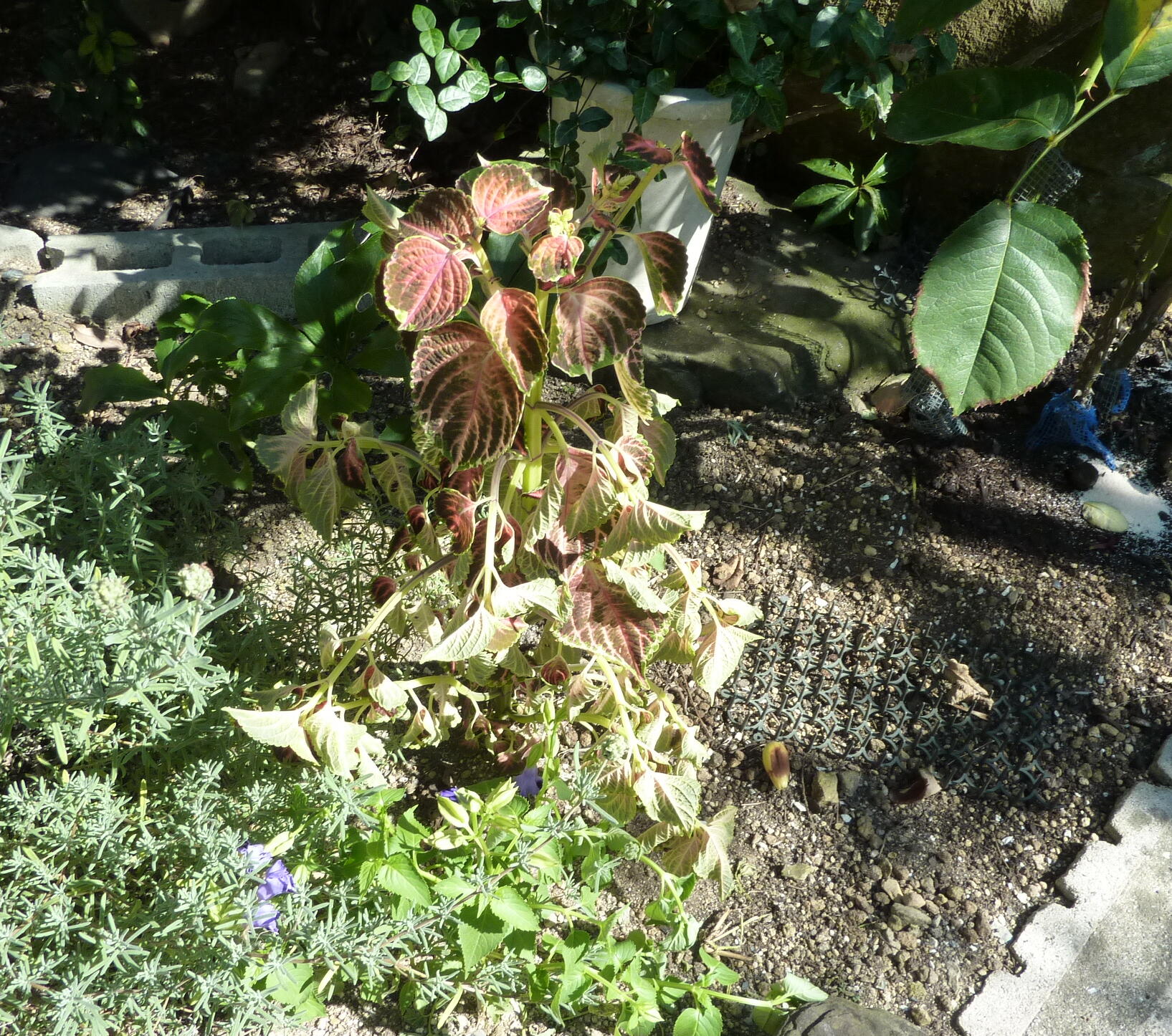 120826-iitomo-0.jpg