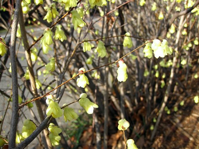 001ヒュウガミズキ2012.4.1-1.JPG