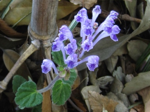 タツナミソウ 立浪草 の花 花の咲き方が 打ち寄せる波が波立った時の泡のように見えることから名づけられたそうです しろうと自然科学者の自然観察日記 楽天ブログ