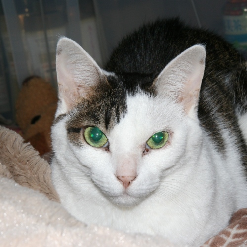 家族紹介用画像フォルダ