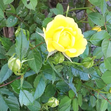 路傍の薔薇2022_黄と蕾.jpg