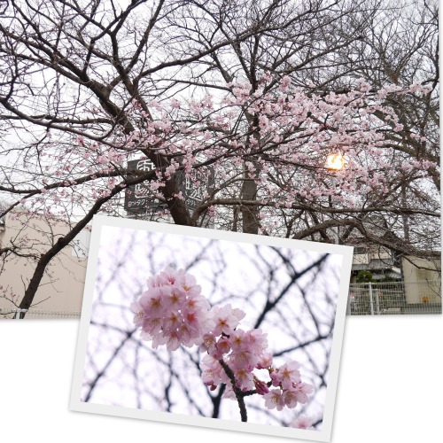 2021-02-26桜２ 大寒桜.jpg