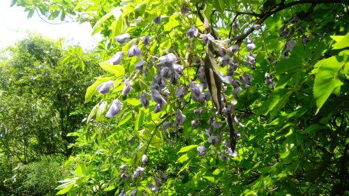 013嘉万への道 (4)・鐙峠付近.JPG