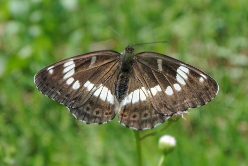 イチモンジチョウ (2).JPG