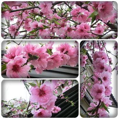 花桃１.jpg