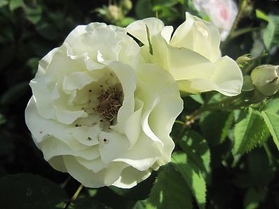 IMG_ri180.JPG