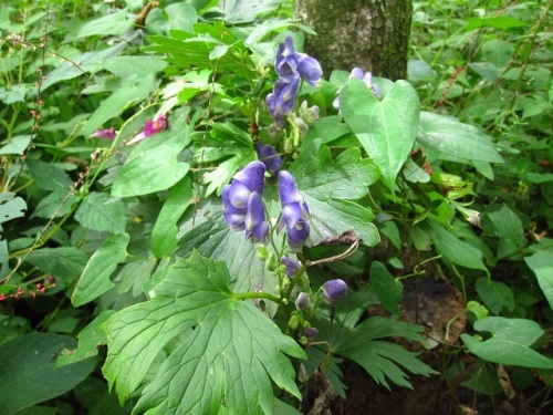 青紫色の花びらのように見える5枚の萼片があるヤマトリカブトの花 自然観察の振返り 23 キンポウゲ科の植物 第19回 しろうと自然科学者の自然観察日記 楽天ブログ