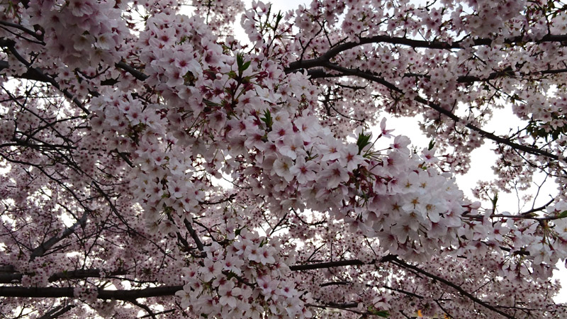 05_0260 800x450.JPG