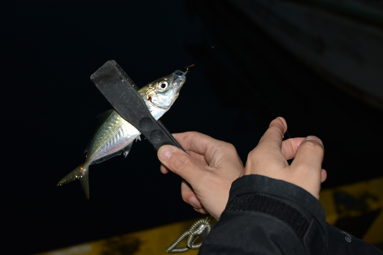 showPhoto (1280×853)