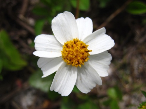 白く大きい舌状花が特徴のハイアワユキセンダングサの花 自然観察の振返り 15 キク科センダングサ属の植物 第5回 しろうと自然科学者の自然観察日記 楽天ブログ