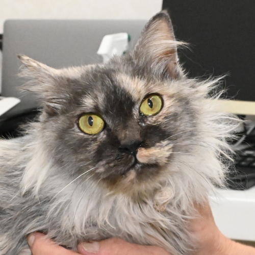 家族紹介用画像フォルダ