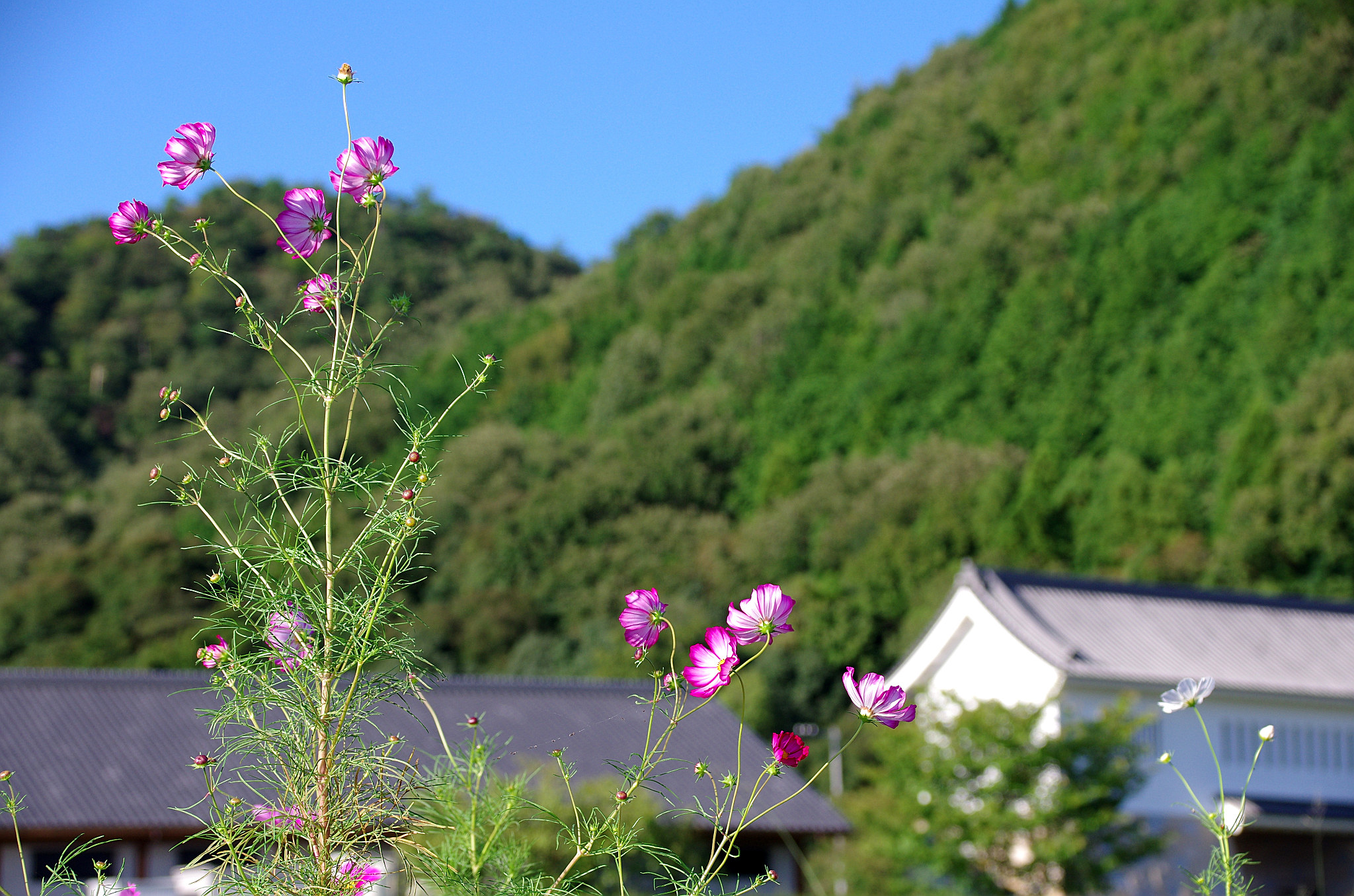 5.樽見鉄道沿線のコスモス(1).jpg