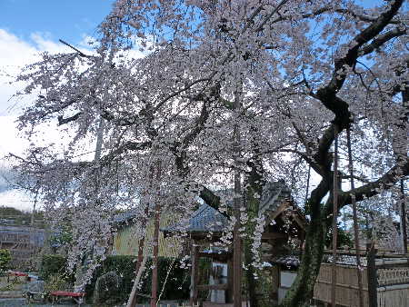 源空院しだれ桜.jpg