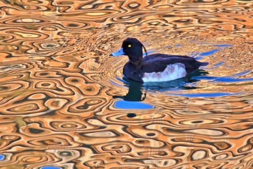 P95A4866 (640x427).jpg