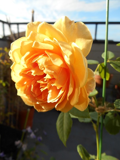 DSCN1701a.JPG