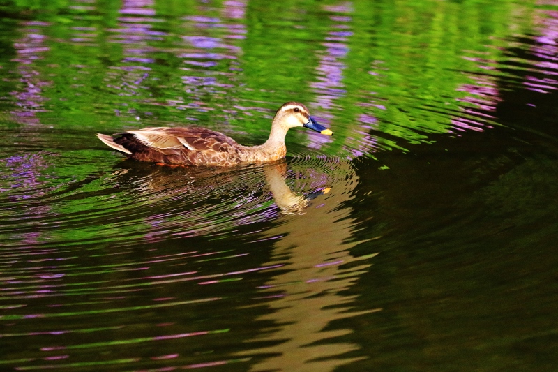 P95A0707 (800x533).jpg