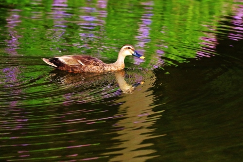 P95A0707 (800x533).jpg