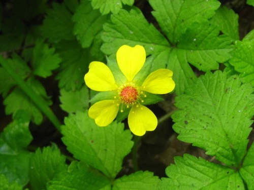 ヘビイチゴの花 初夏 5月中旬 の高尾山での自然観察 その12 しろうと自然科学者の自然観察日記 楽天ブログ