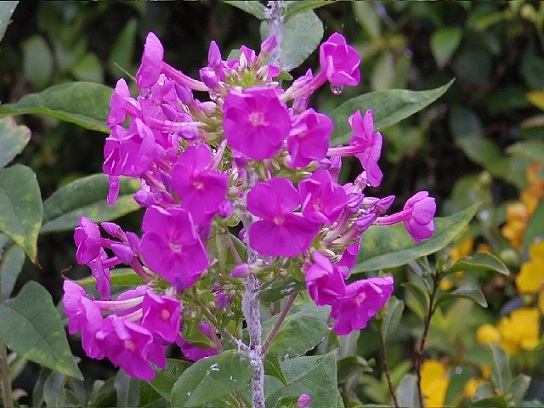 IMGP0109.jpg