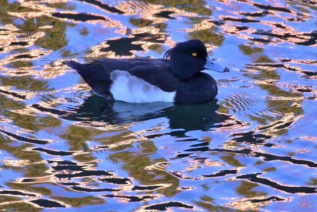 P95A5176 (640x427).jpg