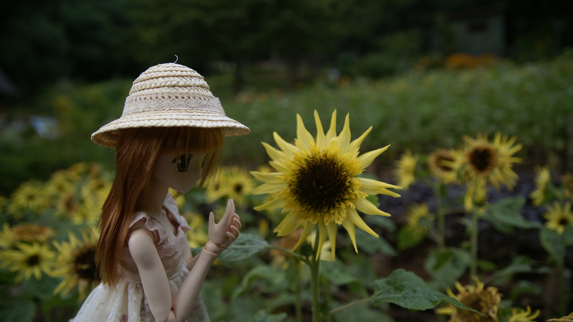 神戸布引ハーブ園のお花3 ひまわり.jpg