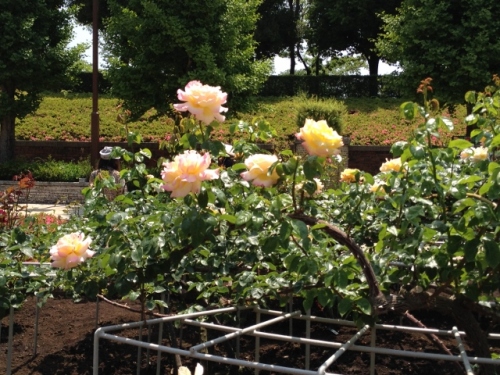 IMG_9049 (640x480).jpg