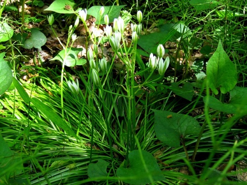 花の形がユリ科のアマナに似ているが鱗茎は有毒なオオアマナの花 自然観察の振返り 13 キジカクシ科の植物 第1回 しろうと自然科学者の自然観察日記 楽天ブログ