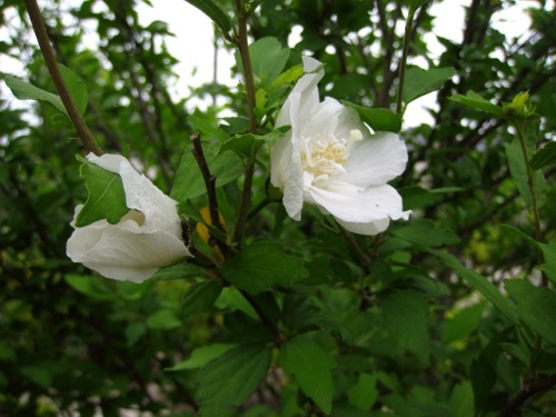 ムクゲの花 雄蕊の一部または全部が花びらのようになって八重咲きになるという現象を観察できます 雄蕊が花弁化する八重咲き その4 しろうと自然科学者の自然観察日記 楽天ブログ