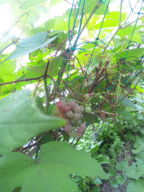 DVC00140.JPG