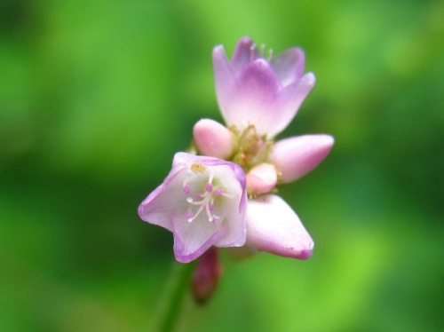 ママコノシリヌグイの花 夏 7月下旬 の高尾山での自然観察 その8 しろうと自然科学者の自然観察日記 楽天ブログ