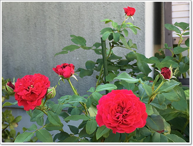 赤い小さな花のバラ_4696.JPG