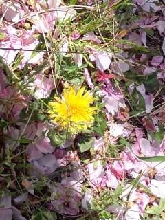 桜絨毯にタンポポ2017