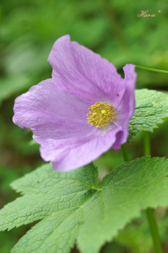 0616岩手山花４.jpg