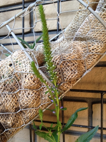 IMG_9301 (480x640).jpg