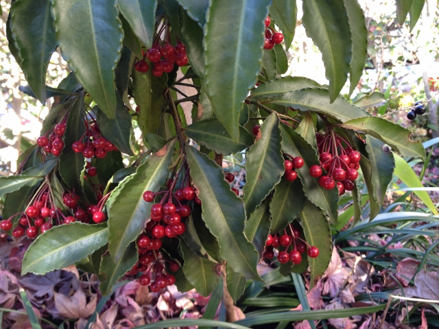 IMG_2577 (640x480).jpg