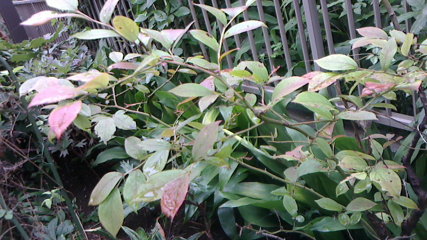 NEC_0126.JPG