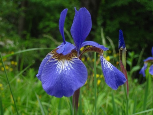 外花被片の黄色地に紫色の細脈が目立つアヤメの花 5月の玉川上水緑道 しろうと自然科学者の自然観察日記 楽天ブログ