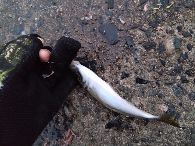 showPhoto (640×480)