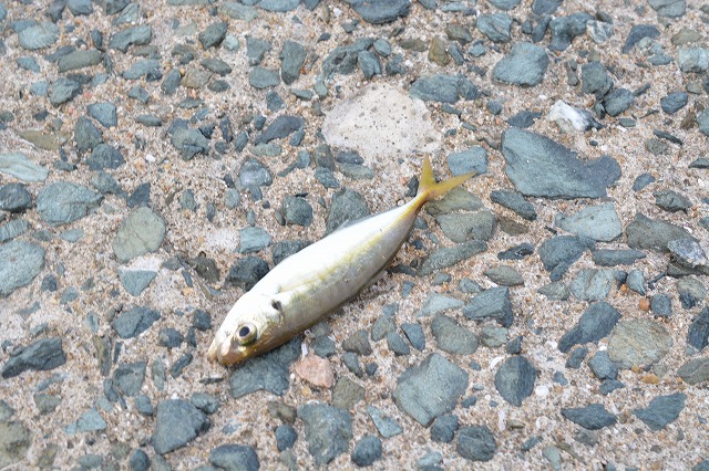 showPhoto (640×426)